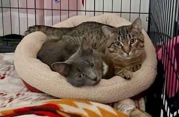 Michael & Jordan -  Domestic Short Hair Cat for Adoption in Kenhorst, Pennsylvania - Michael & Jordan | PetCurious