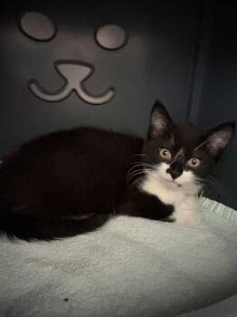 HOMIE -  Domestic Medium Hair Cat for Adoption in Leesburg, Virginia - HOMIE | PetCurious