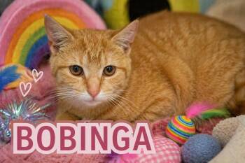 Tabby Cats Available for Adoption in Greenville, Delaware - Bobinga (FCID# 04/09/2026 - 2) | PetCurious