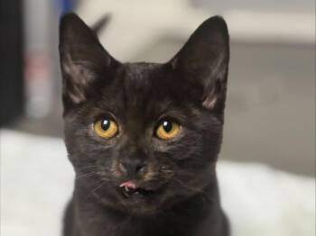Cherry -  Domestic Short Hair Cat for Adoption in Portland, Oregon - Cherry | PetCurious