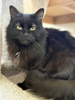 Floofy -  Domestic Long Hair Cat for Adoption - Floofy | PetCurious