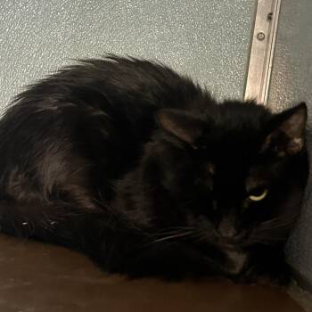 Jiggly -  Domestic Long Hair Cat for Adoption in Uniontown, Pennsylvania - Jiggly | PetCurious