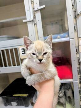 Daisy -  Domestic Short Hair Cat for Adoption in North Richland Hills, Texas - Daisy | PetCurious