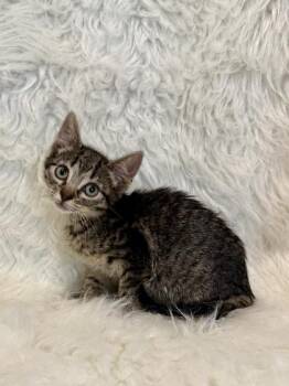 Cove -  Domestic Short Hair Cat for Adoption in Picayune, Mississippi - Cove | PetCurious