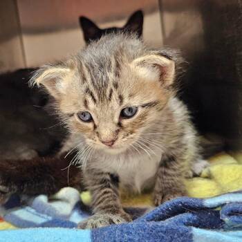 Juju -  Domestic Short Hair Cat for Adoption in Livingston, Texas - Juju | PetCurious