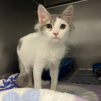 Rescue Domestic Short Hair Cats for Adoption in Newport, North Carolina - Phoenix | PetCurious