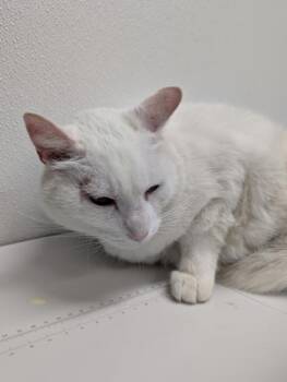 Domestic Short Hair Cats Available for Adoption in West Chester, Pennsylvania - Firefly FKA Blink | PetCurious