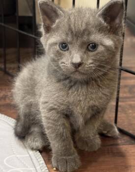 Vader -  Domestic Short Hair Cat for Adoption in Port Washington, Wisconsin - Vader | PetCurious