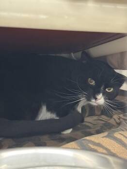 Domestic Short Hair Cats Available for Adoption in Las Vegas, Nevada - BINX | PetCurious