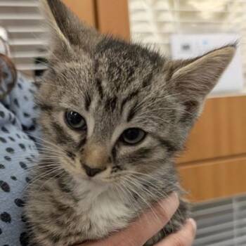 Domestic Medium Hair and Domestic Short Hair Cats Available for Adoption in Voorhees Township, New Jersey - Bobby | PetCurious