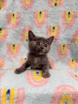 Rescue Domestic Short Hair Cats for Adoption in Las Vegas, Nevada - FERGIE | PetCurious