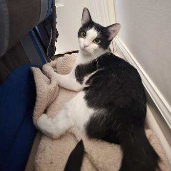 Stormy -  Domestic Short Hair Cat for Adoption in Sandy Springs, Georgia - Stormy | PetCurious