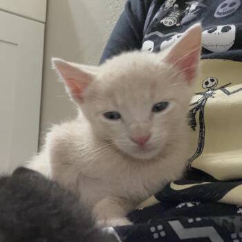 Domestic Short Hair Cats Available for Adoption in Austin, Texas - Tea Biscuit 3 | PetCurious