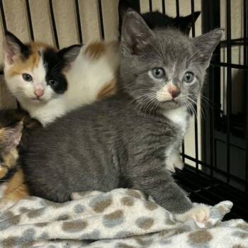 Captain 5781 -  Domestic Short Hair Cat for Adoption in Hamilton, Georgia - Captain 5781 | PetCurious