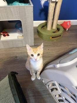 Maserati -  Domestic Short Hair Cat Available for Adoption in Greenwich Township, New Jersey - Maserati | PetCurious