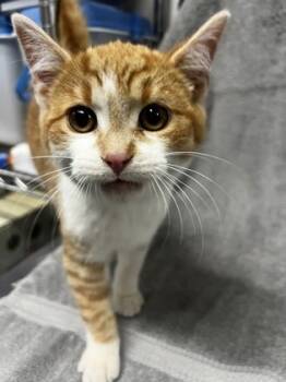 Rescue Domestic Short Hair Cats for Adoption in Simcoe, Ontario - HappyHoHo | PetCurious