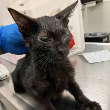 Atticus -  Domestic Short Hair Cat for Adoption in Las Cruces, New Mexico - Atticus | PetCurious