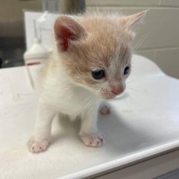 Dream Catcher -  Domestic Short Hair Cat for Adoption in Charlottesville, Virginia - Dream Catcher | PetCurious