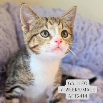 Galileo -  Domestic Short Hair Cat for Adoption - Galileo | PetCurious