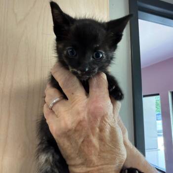 Tortellini -  Domestic Short Hair Cat for Adoption in Ponca City, Oklahoma - Tortellini | PetCurious