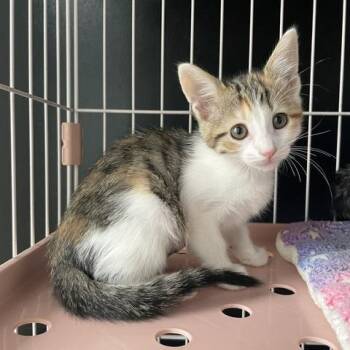 Speckles -  Domestic Short Hair Cat for Adoption in Dayton, Ohio - Speckles | PetCurious