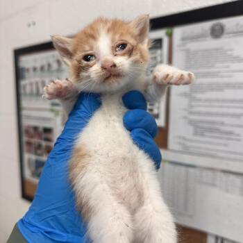 Domestic Short Hair Cats Available for Adoption in Edinburg, Texas - Filly | PetCurious