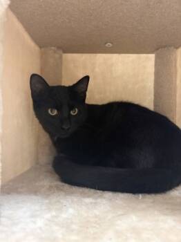 Rescue Domestic Short Hair Cats for Adoption in Burlington, Wisconsin - Archie | PetCurious
