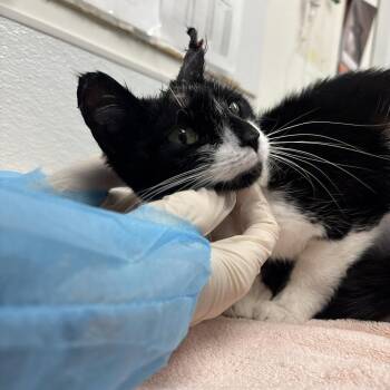 Domestic Short Hair Cats Available for Adoption in Philadelphia, Pennsylvania - Sapphire | PetCurious