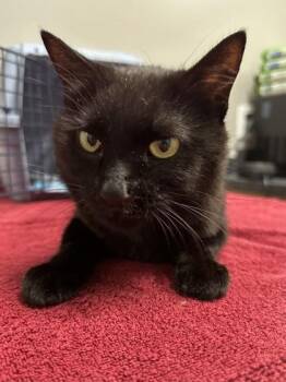 RuPaw -  Domestic Short Hair Cat for Adoption in Missoula, Montana - RuPaw | PetCurious