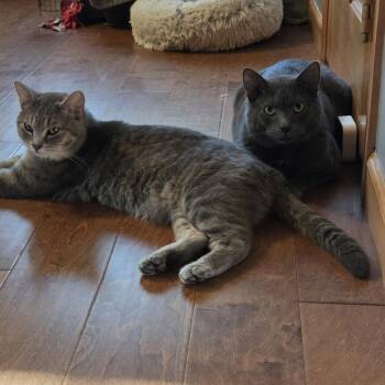 Orville -  Domestic Short Hair Cat for Adoption in Chaska, Minnesota - Orville | PetCurious