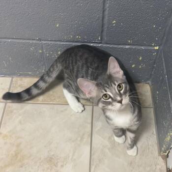 Shrek -  American Shorthair Cat for Adoption in Gainesville, Texas - Shrek | PetCurious