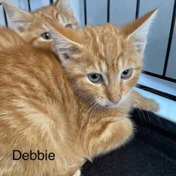 Rescue Domestic Short Hair Cats for Adoption in Wappingers Falls, New York - Debbie Addams | PetCurious