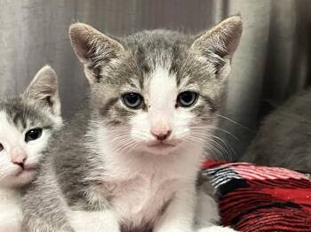 WORM -  Domestic Short Hair Cat for Adoption in Tustin, California - WORM | PetCurious
