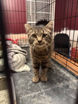 Rescue Domestic Short Hair Cats for Adoption in Herndon, Virginia - Xylia (& Fluffster) Bonded | PetCurious