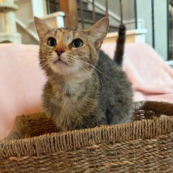 Domestic Short Hair Cats Available for Adoption in Lewisville, Texas - Ellie | PetCurious