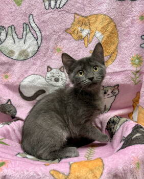 Rescue Domestic Short Hair Cats for Adoption in Ball Ground, Georgia - Joanie | PetCurious