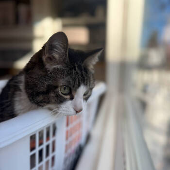 Rescue Domestic Short Hair Cats for Adoption in Calgary, Alberta - Hershey | PetCurious