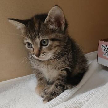 Ginger -  Domestic Short Hair Cat for Adoption in Blue Ridge, Georgia - Ginger | PetCurious