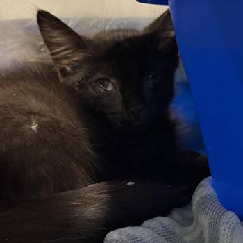 Domestic Medium Hair Cats Available for Adoption - Ka Pahi Ahi | PetCurious