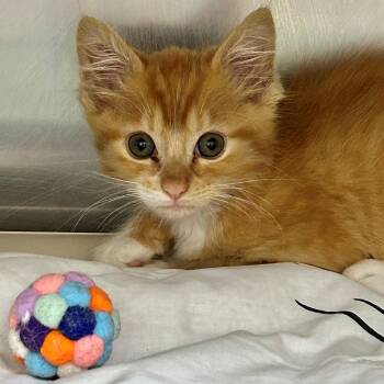 Julius -  Domestic Short Hair Cat for Adoption in St. Augustine, Florida - Julius | PetCurious