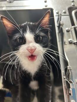 Bugatti -  Domestic Short Hair Cat for Adoption in Burlington, Iowa - Bugatti | PetCurious