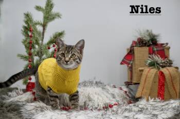 Rescue Domestic Short Hair Cats for Adoption in Sevierville, Tennessee - Niles | PetCurious