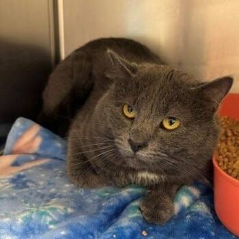 Blu -  Domestic Short Hair Cat for Adoption in Horn Lake, Mississippi - Blu | PetCurious