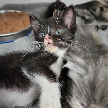 Domestic Short Hair Cats Available for Adoption in Los Angeles, California - Buttons | PetCurious