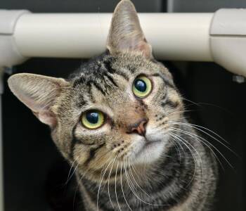 Gengar (FIV positive) -  Domestic Short Hair and Tiger Cat for Adoption in Sanford, Florida - Gengar (FIV Positive) | PetCurious