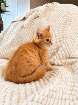 Cheyenne -  Domestic Short Hair Cat for Adoption in Houston, Texas - Cheyenne | PetCurious