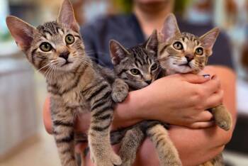 Rescue Domestic Short Hair Cats for Adoption in Sterling Heights, Michigan - Boo + Mike + Sully | PetCurious