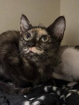 Oona -  Domestic Short Hair Cat for Adoption in Fort Collins, Colorado - Oona | PetCurious