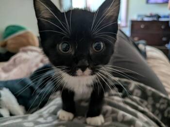 Domestic Short Hair Cats Available for Adoption in Manchester, Connecticut - Edna | PetCurious