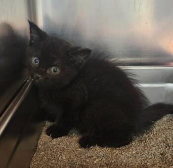 Zika -  Domestic Short Hair Cat for Adoption in Sherwood, Arkansas - Zika | PetCurious